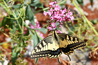 Papilio machaon Papilio machaon